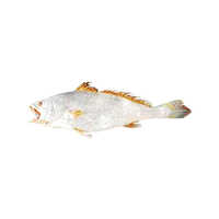 Big Mouth Croaker - Packaging: Barrel