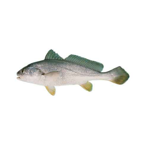 Tiger Toothed Croaker - Packaging: Barrel