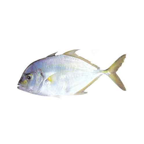 Malabar Trevally - Packaging: Mason Jar