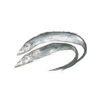 Ribbon Fish