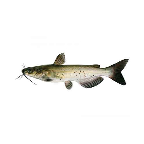 Cat Fish - Packaging: Barrel