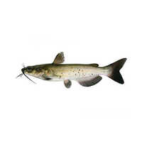 Cat Fish - Packaging: Barrel