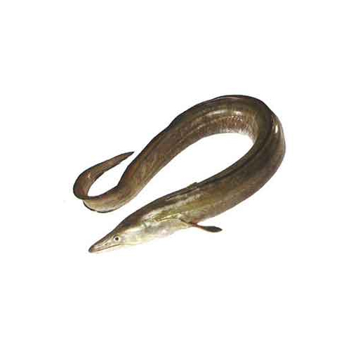 Indian Conger Eel - Packaging: Mason Jar