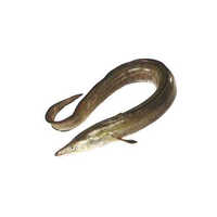 Indian Conger Eel - Packaging: Mason Jar