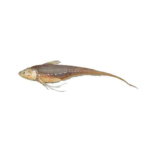 Fresh Anchovy - Packaging: Mason Jar