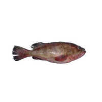 Reef Cod - Packaging: Mason Jar