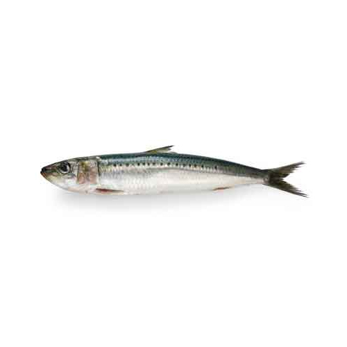 Indian Oil Sardine - Packaging: Barrel