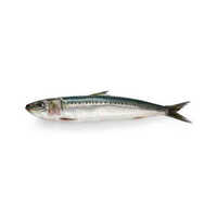 Indian Oil Sardine - Packaging: Barrel