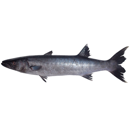 Fresh Barracuda - Packaging: Barrel