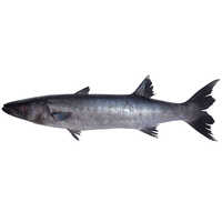 Fresh Barracuda - Packaging: Barrel