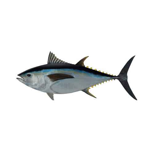 Big Eye Tuna - Packaging: Barrel