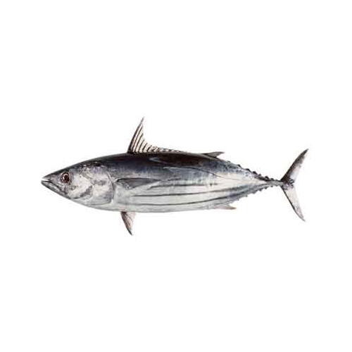 Skip Jack Tuna - Packaging: Barrel