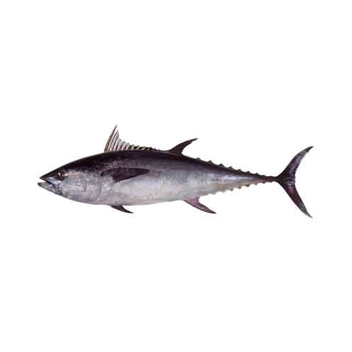 Long Tail Tuna - Packaging: Barrel