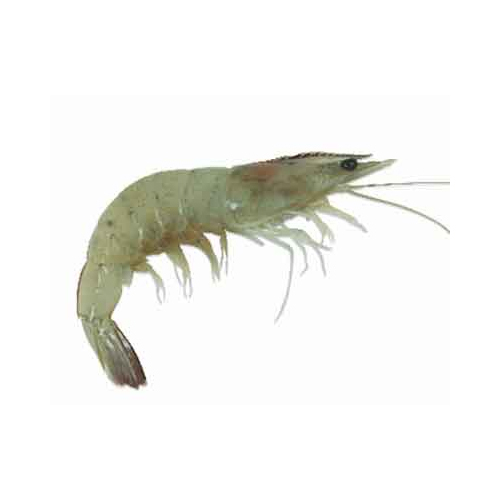 Sea Vannamei