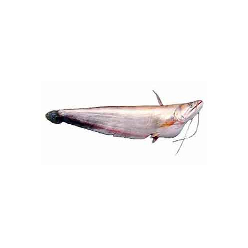 Fresh Boal - High-Quality Seafood at an Affordable Price