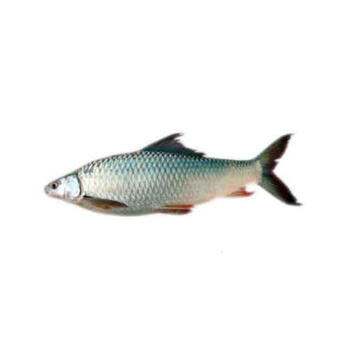 Fresh Mrigal
