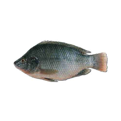 Fresh Tilapia - Packaging: Mason Jar