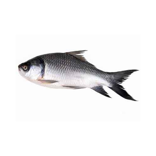 Fresh Catla