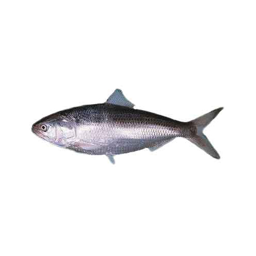 Fresh Hilsa - Packaging: Barrel