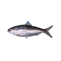 Fresh Hilsa - Packaging: Barrel