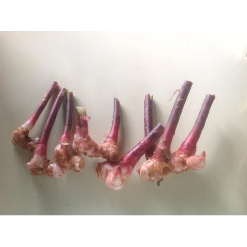 Insulin Plant Rhizomes Tea - Color: Brown