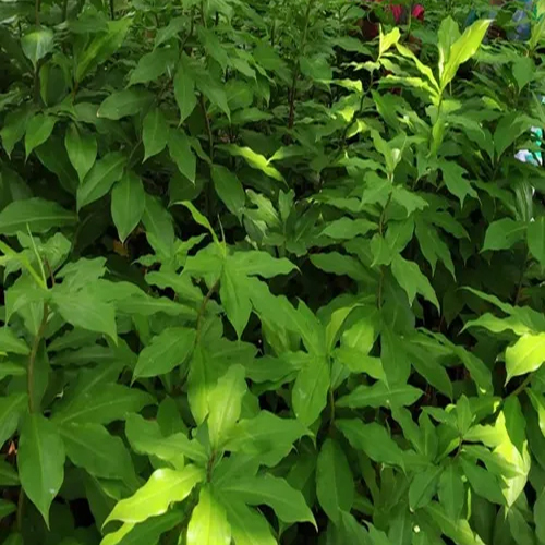 Insulin Plant Herbal Fresh Leaves - Direction: As Per Suggestion
