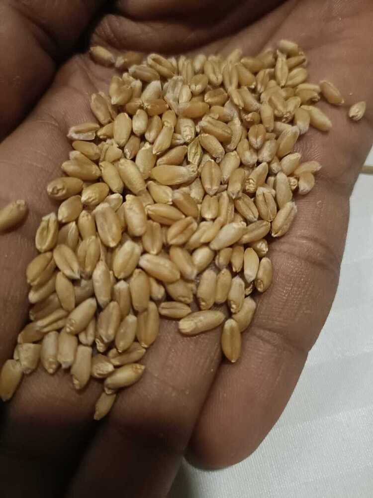गुड़ Milling गेहूँ