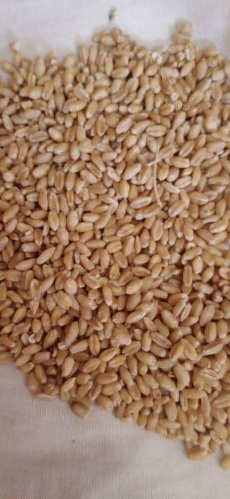 Milling Wheat