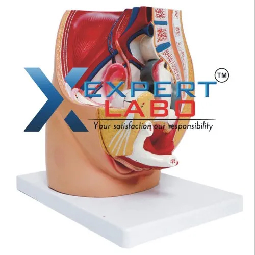 Pvc Female Pelvic Cavity Model - Color: Multicolor