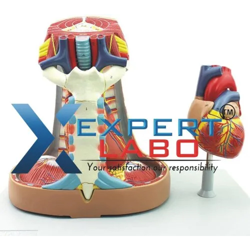 Anatomical Mediastinum Model - Color: Multicolor