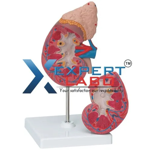 Human Kidney Adrenal Gland Models