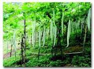 वेल्लारी