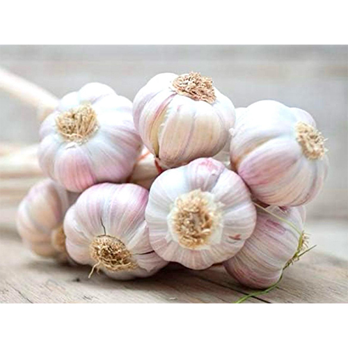 Fresh Garlic - Moisture (%): 5% - 10%