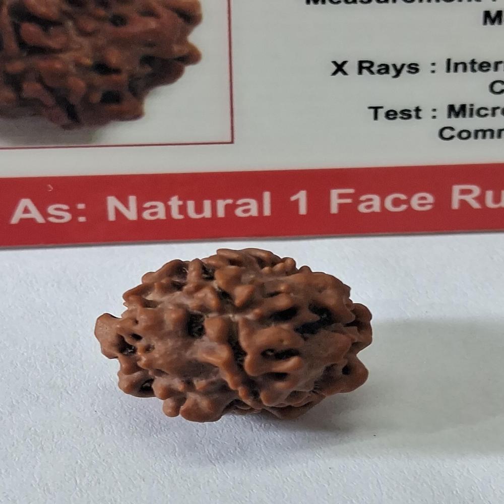 Ek Mukhi Nepali Rudraksha Natural Beads - Beads Material: Wood