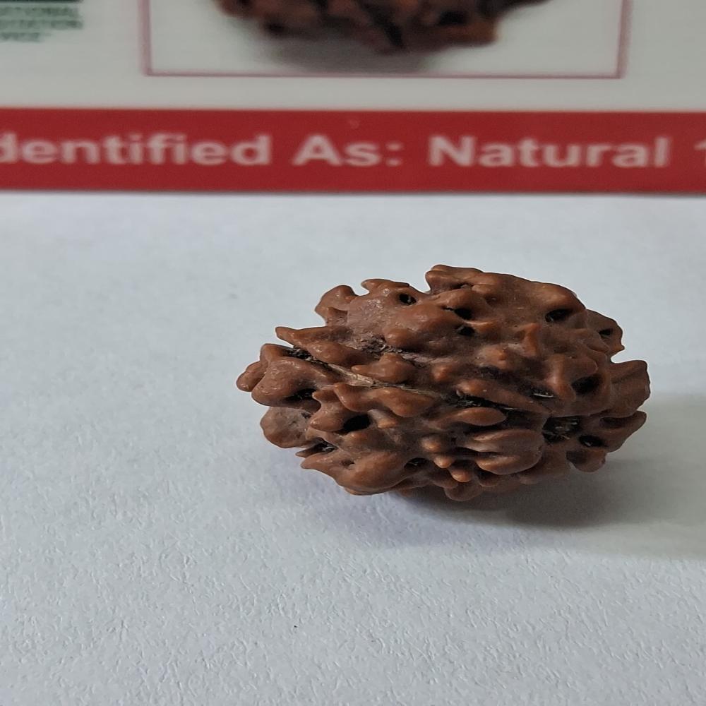 Ek Mukhi Nepali Rudraksha Natural Beads - Beads Material: Wood