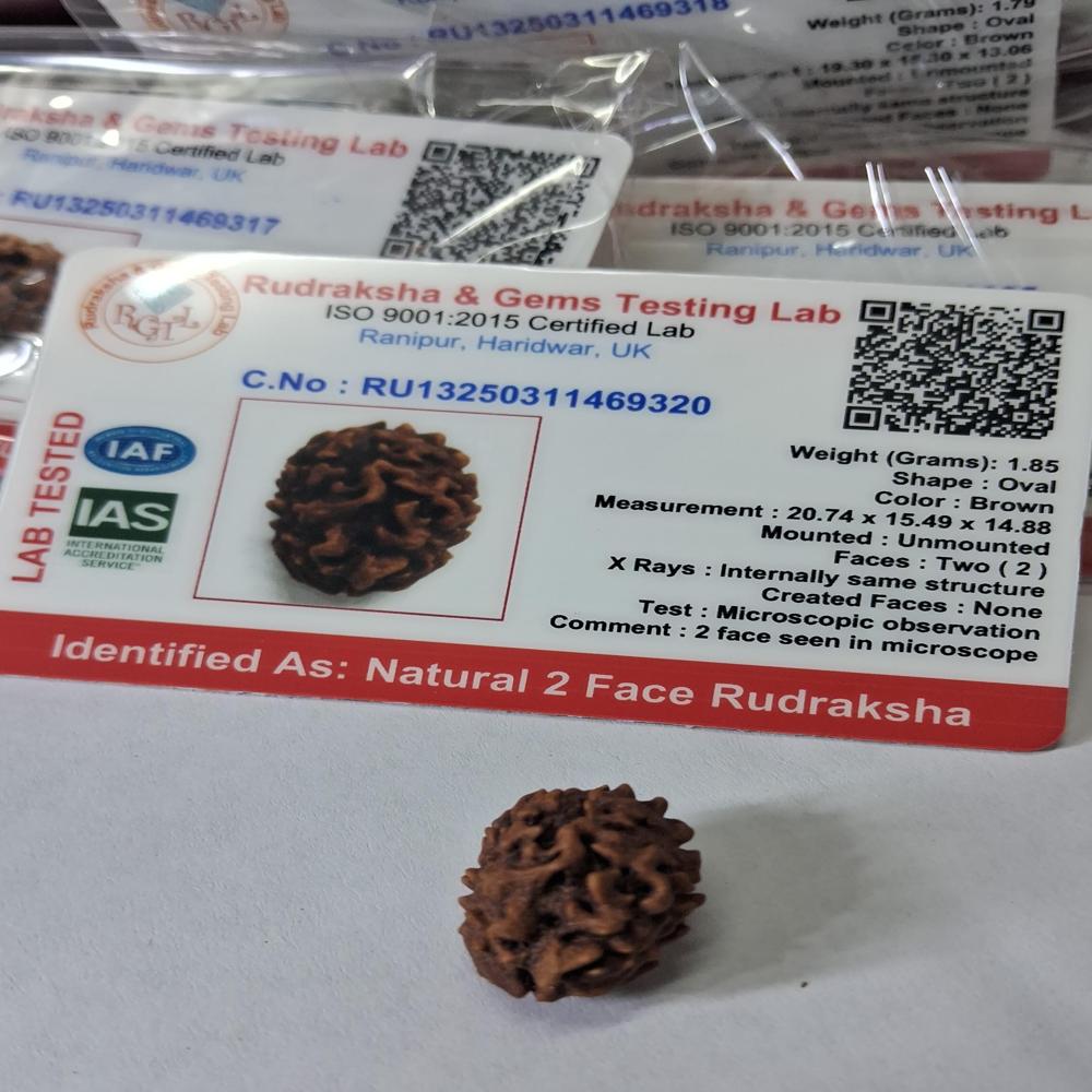 2 mukhi Nepali Rudraksha Natural Beads