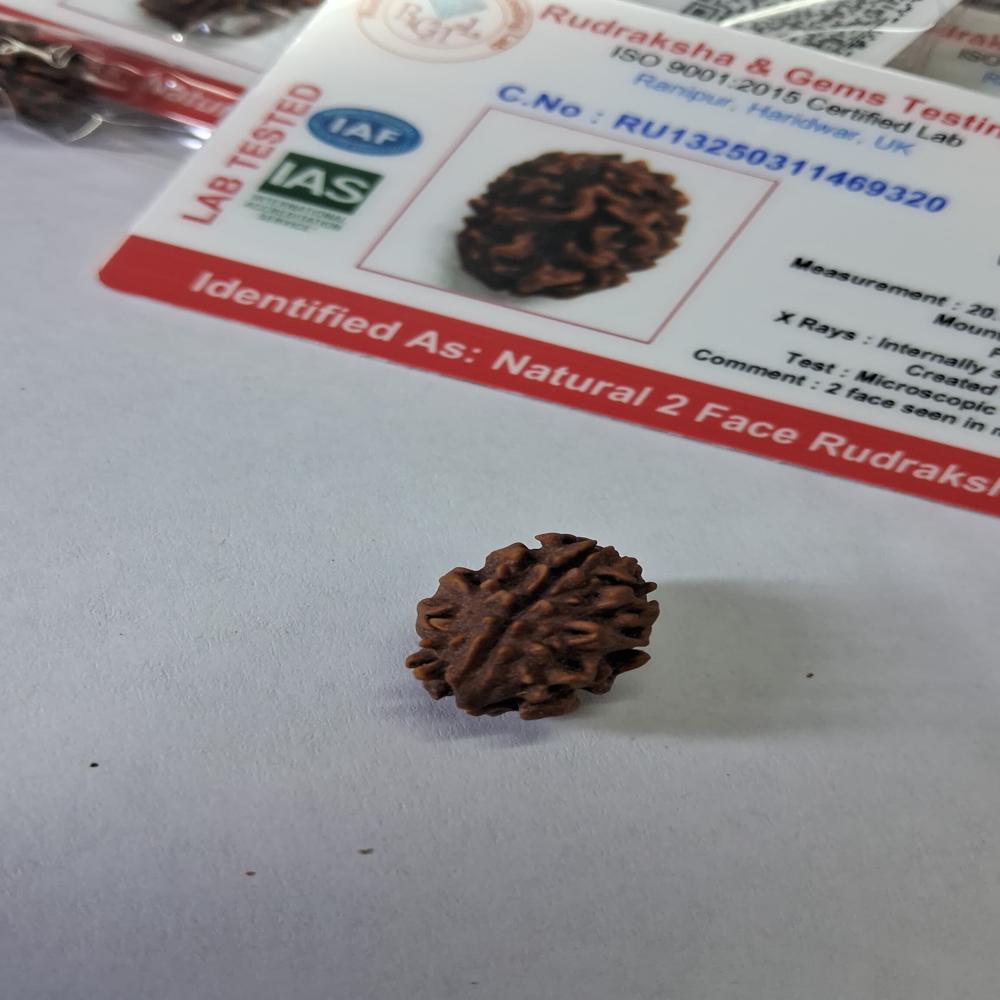 2 mukhi Nepali Rudraksha Natural Beads