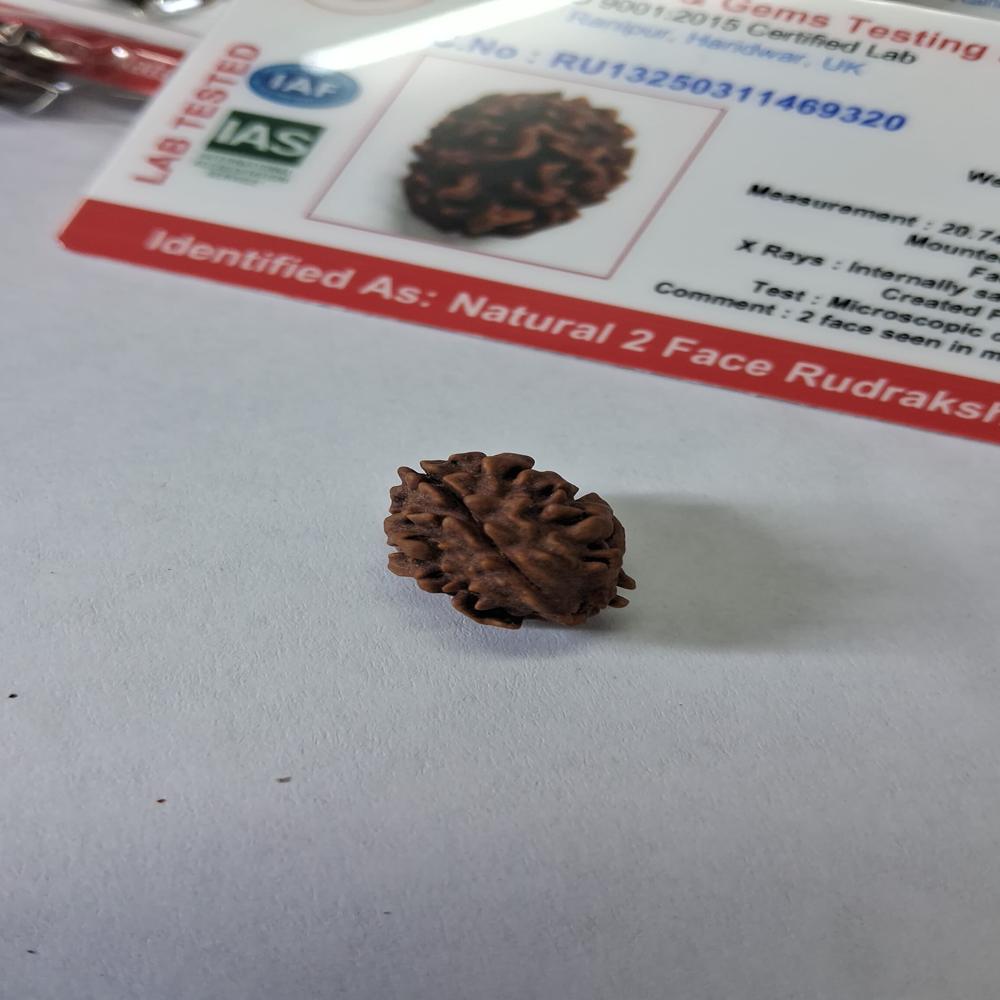 2 mukhi Nepali Rudraksha Natural Beads