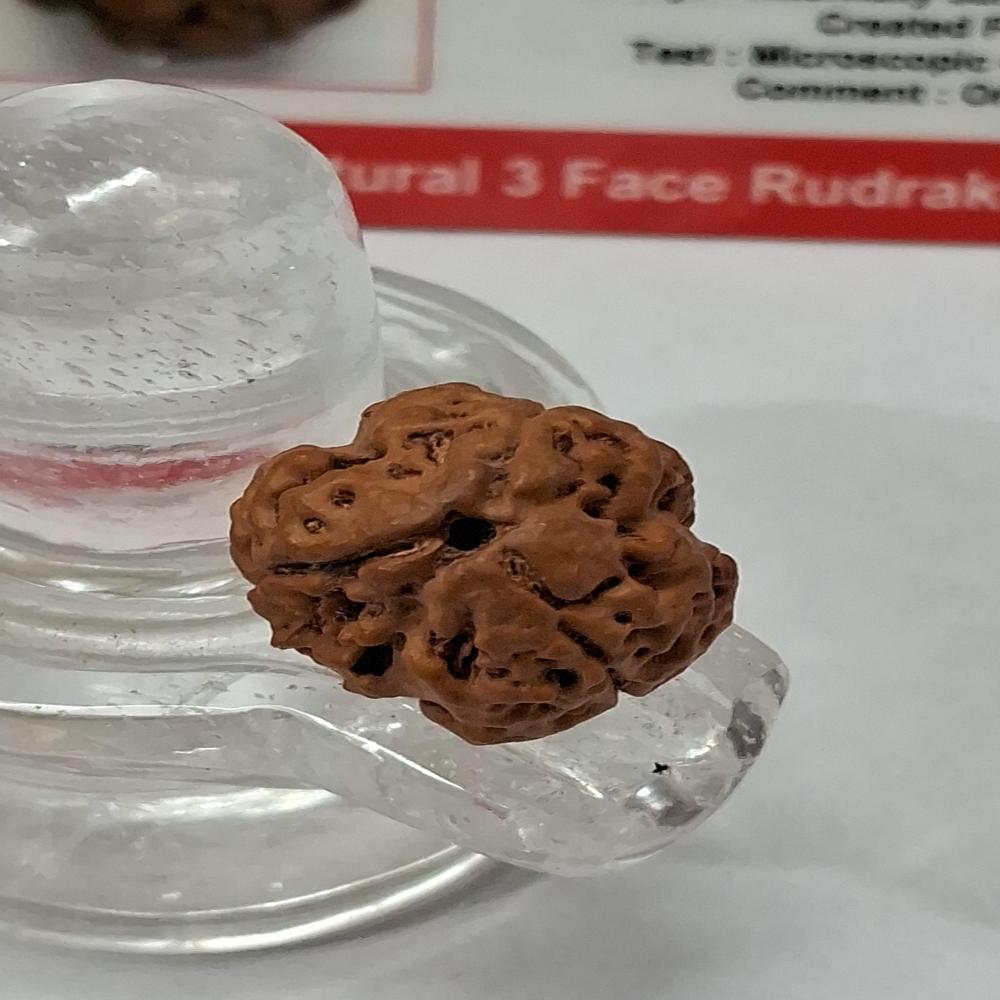 3 mukhi Nepali Rudraksha Natural Beads