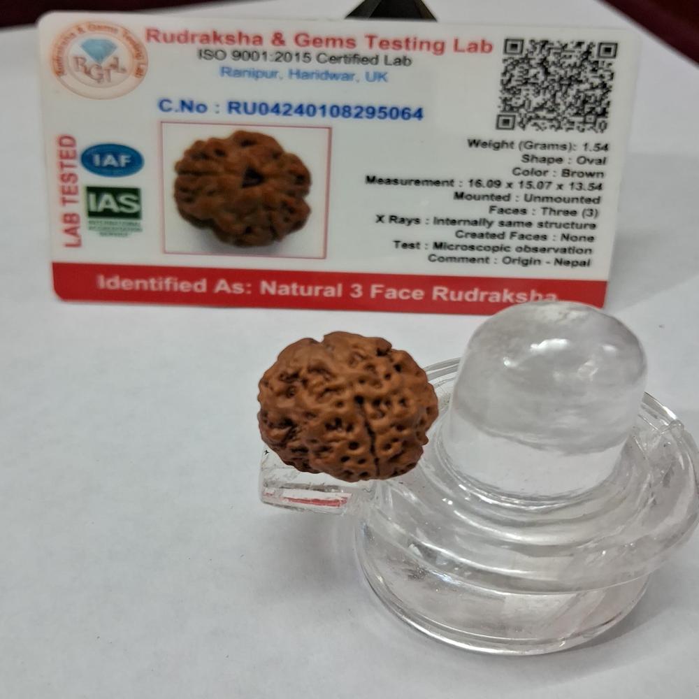 3 mukhi Nepali Rudraksha Natural Beads