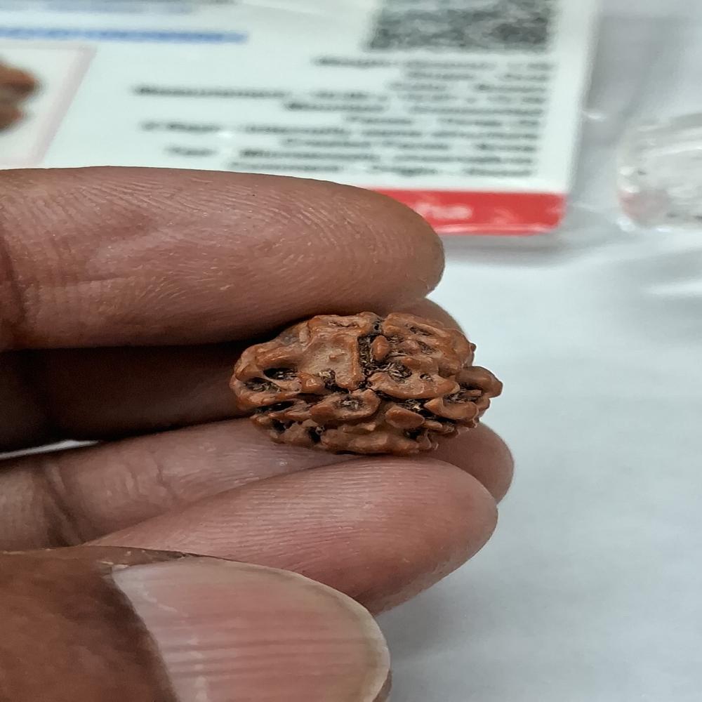3 mukhi Nepali Rudraksha Natural Beads