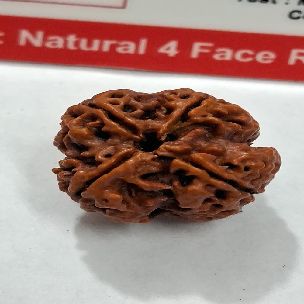 4 mukhi Nepali Rudraksha Natural Beads