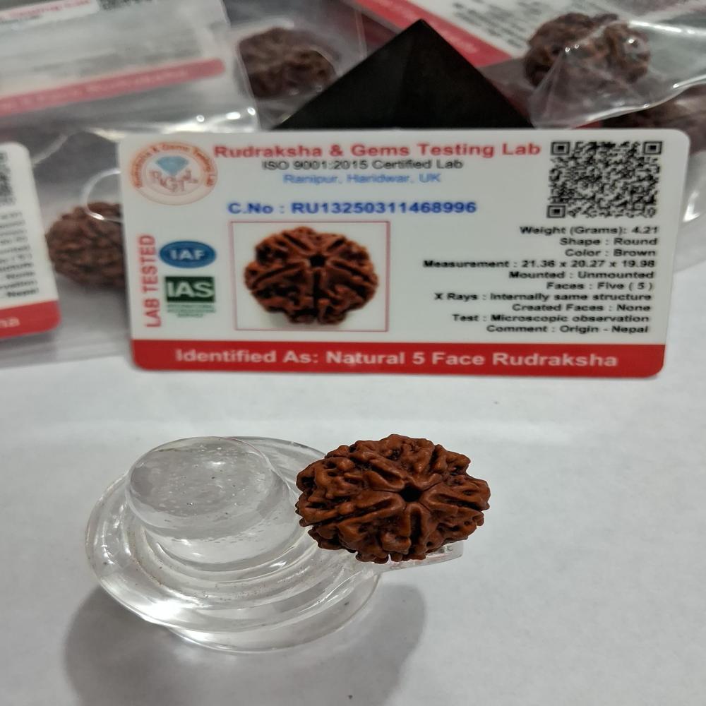 5 mukhi Nepali Rudraksha Natural Beads