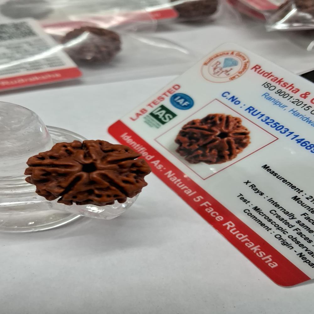 5 mukhi Nepali Rudraksha Natural Beads