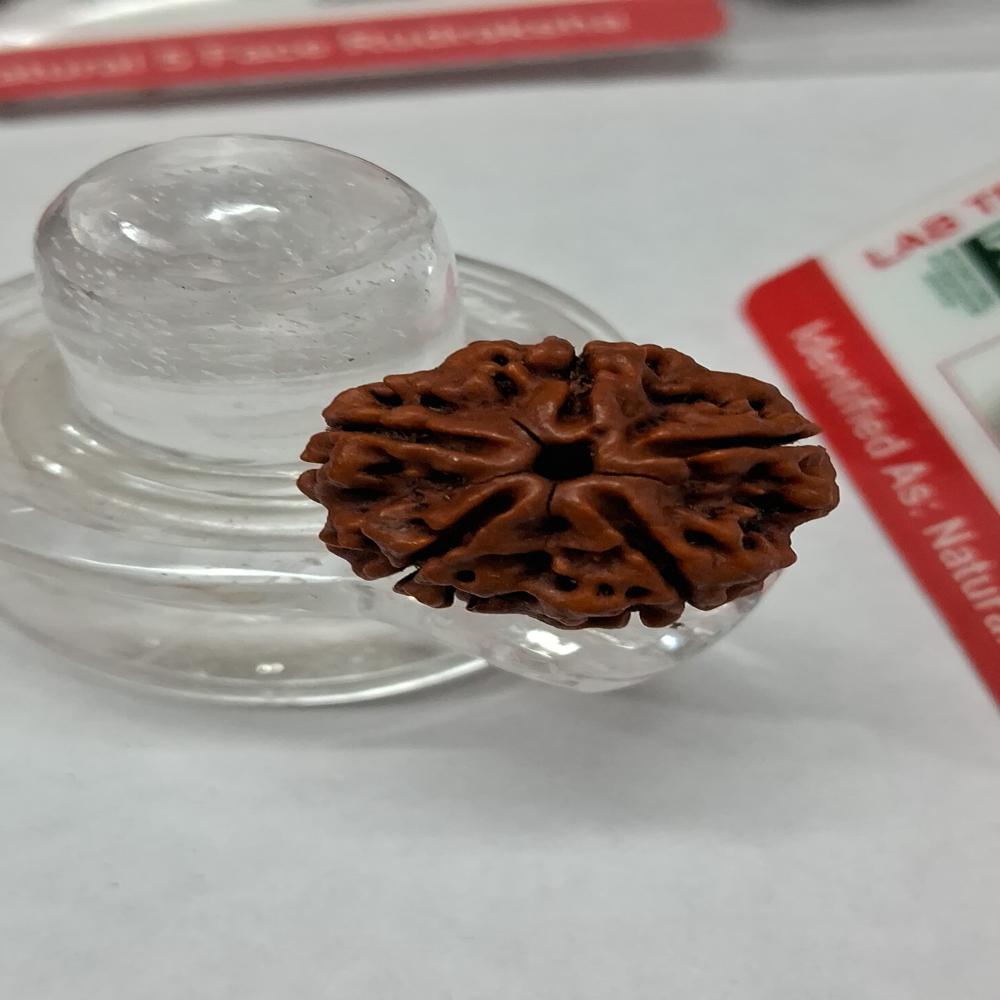 5 mukhi Nepali Rudraksha Natural Beads