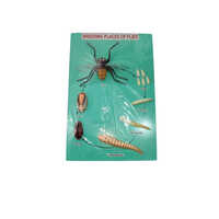 Flies Breeding Places Biological Models - Color: Natural