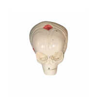 Human Skull Model - Pvc Material, 2d Modern Style , Glossy White Finish For Medical College Education, Reusable Educational Tool