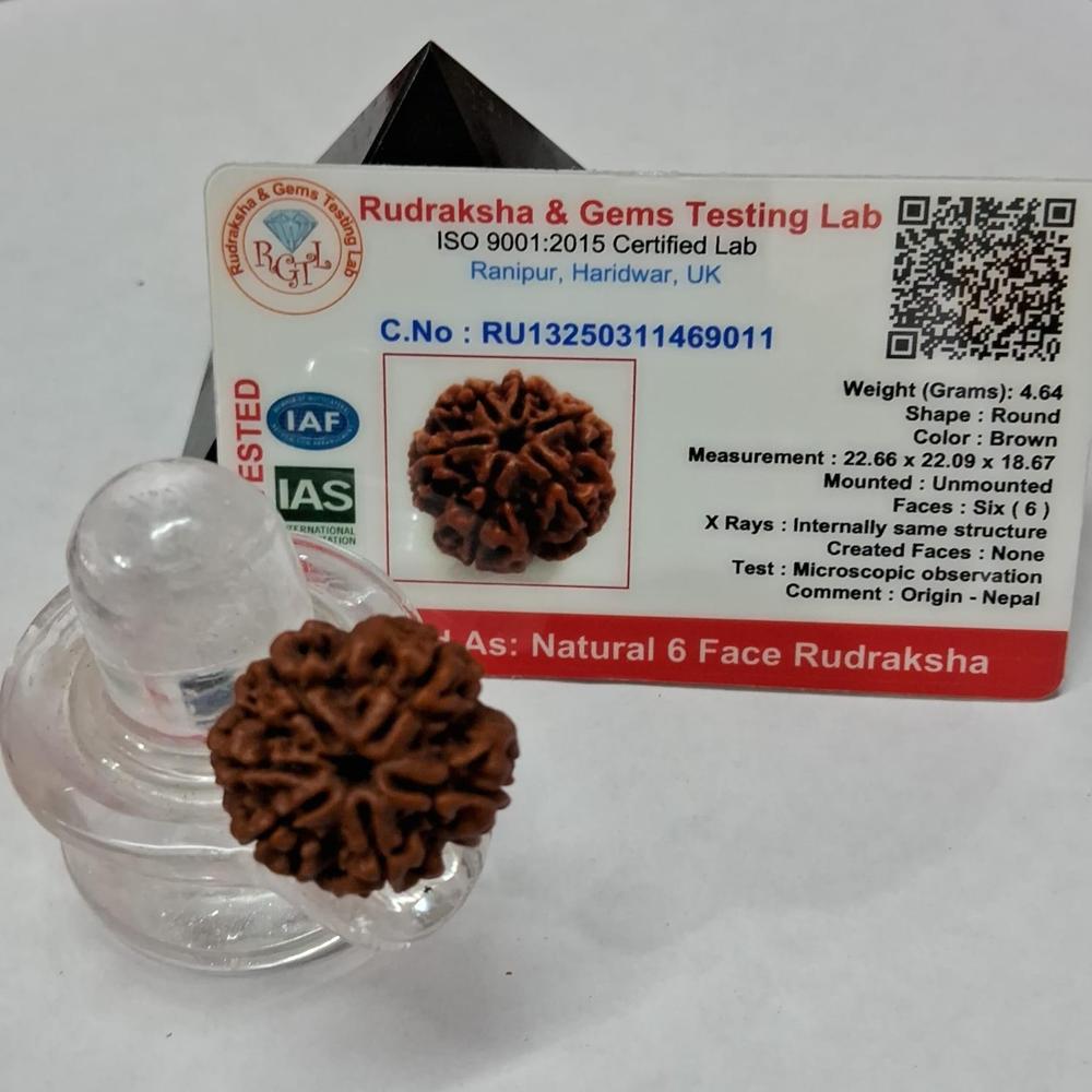 6 Mukhi Nepali Rudraksha Natural Beads