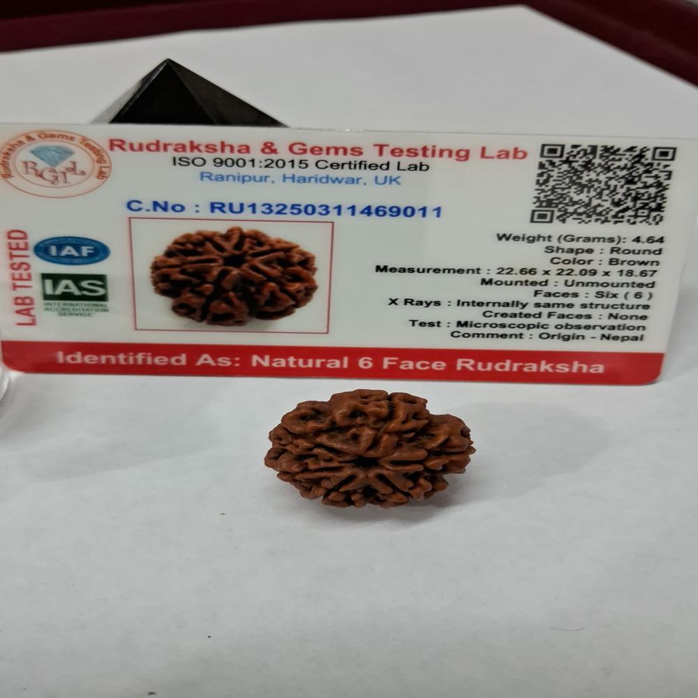 6 Mukhi Nepali Rudraksha Natural Beads