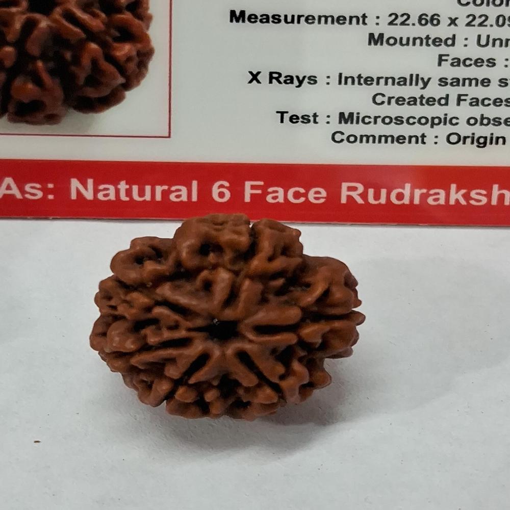 6 Mukhi Nepali Rudraksha Natural Beads